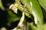 Buckwheat vine